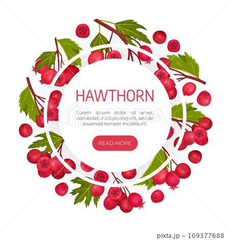 Hawthorn Berry Banner Design with Ripe Fruit Vector Template 109377688