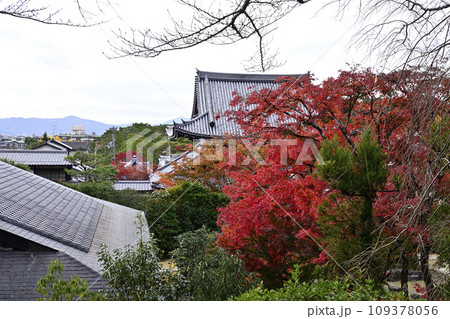 霊芝山 光雲寺 紅葉 霊芝山 光雲寺 紅葉 109378056