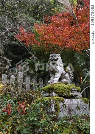 大豊神社 阿形の狛犬と紅葉 大豊神社 阿形の狛犬と紅葉 109378062