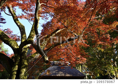 安楽寺 山門の紅葉 安楽寺 山門の紅葉 109378067