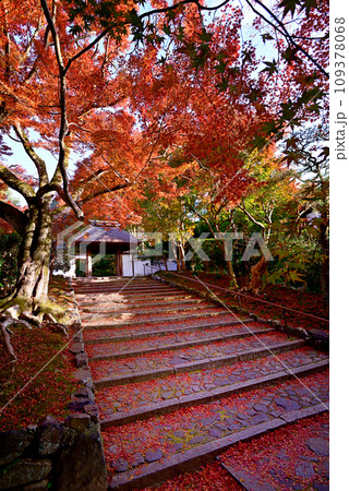 安楽寺 山門の紅葉 安楽寺 山門の紅葉 109378068