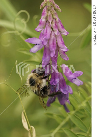 Closeup on an old worker Common carder bee, Bombus pascuorum on purple Bird Vetch wildflower Closeup on an old worker Common carder bee, Bombus pascuorum on purple Bird Vetch wildflower 109378617