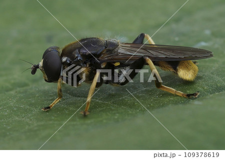 Closeup on a golden-tailed leafwalker hoverfly, Xylota sylvarum sitting on a green leaf in the forest 109378619