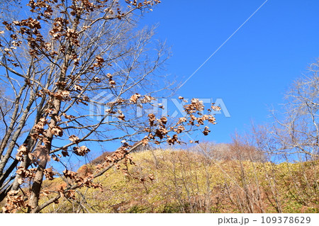 春採公園 冬景色 春採公園 冬景色 109378629