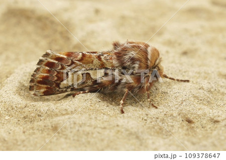 Closeup on a colorful orange Pine beauty owlet moth, Panolis flammea, sitting on a stone Closeup on a colorful orange Pine beauty owlet moth, Panolis flammea, sitting on a stone 109378647
