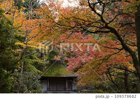 法然院　山門（額縁門）紅葉 109378682