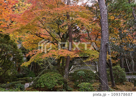 法然院　山門（額縁門）紅葉 109378687