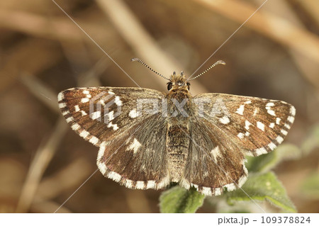 Closeup on a small brown Southern Grizzled skipper butterfly, Pyrgus malvoides, with spread wings Closeup on a small brown Southern Grizzled skipper butterfly, Pyrgus malvoides, with spread wings 109378824