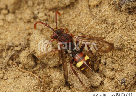Closeup on a female of the Panzer's Nomad bee, Nomada panzeri sitting on the ground 109378844