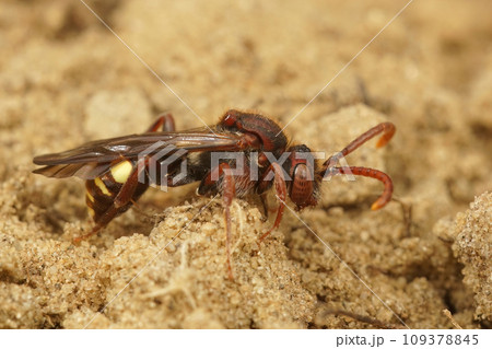 Closeup on a female of the Panzer's Nomad bee, Nomada panzeri sitting on the ground 109378845