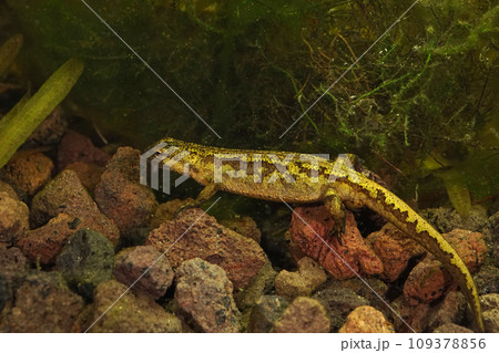Closeup on an aquatic female European Montadon's newt, Lissotriton montandoni 109378856