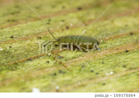 Closeup on a microscopic small green springtail, Isotomurus graminis, sitting on wood Closeup on a microscopic small green springtail, Isotomurus graminis, sitting on wood 109378864