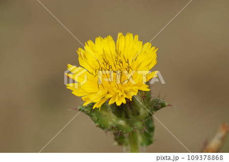Closeup on the yellow flower of a bristly or prickly oxtongue, Helminthotheca echioides Closeup on the yellow flower of a bristly or prickly oxtongue, Helminthotheca echioides 109378868