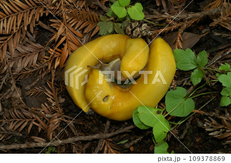 Closeup on a copulation of two large high yellow Californian banana slug, Ariolimax californicus Closeup on a copulation of two large high yellow Californian banana slug, Ariolimax californicus 109378869