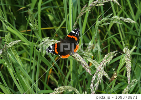 Closeup on a single Red Admiral butterfly, Vanessa atalanta, sitting in a meadow Closeup on a single Red Admiral butterfly, Vanessa atalanta, sitting in a meadow 109378871