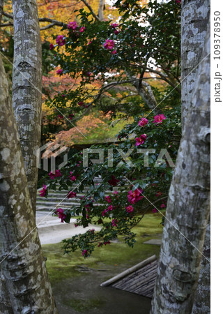 法然院　椿と白樺　紅葉 109378950
