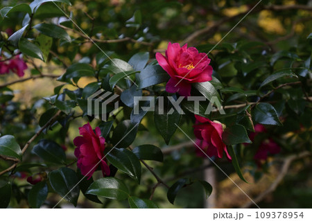 法然院 椿と紅葉 法然院 椿と紅葉 109378954