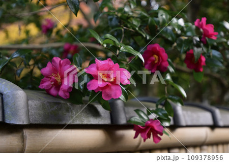 法然院　椿と紅葉 109378956