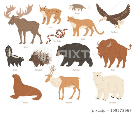 North America animals vector illustrations colorful set, Moose, Bison, bear reindeer wild forest animals Skunk, Cougar 109378967
