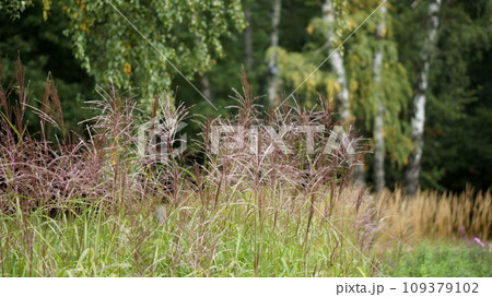 beautiful grass and birch as background 109379102