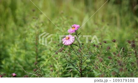 pink flowers and bee and green grass 109379108