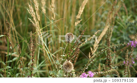 wildflowers in a park and grass 109379110