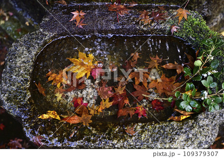 法然院　水瓶　散りモミジ 109379307