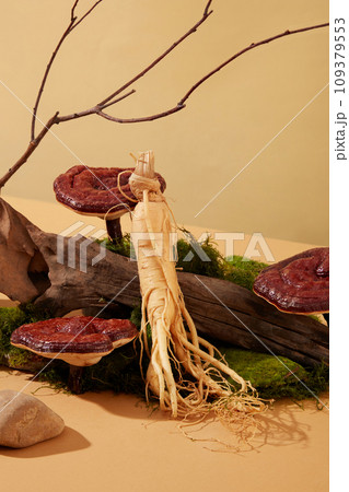 Green moss is covered on the floor. Ganoderma mushrooms and ginseng roots are placed next to the log. Pastel background with drop shadow. Close-up of precious medicinal herbs. Scene for advertising. 109379553