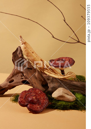 Ganoderma mushrooms and ginseng are displayed together on a log with green moss on a beige background. Two precious medicinal herbs are commonly used in oriental medicine. Ganoderma mushrooms and ginseng are displayed together on a log with green moss on a beige background. Two precious medicinal herbs are commonly used in oriental medicine. 109379555