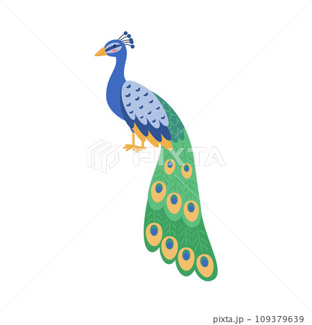 Beautiful peacock with put down amazing tail, bird with ornamental feathers, decorative plumage vector isolated peafowl 109379639
