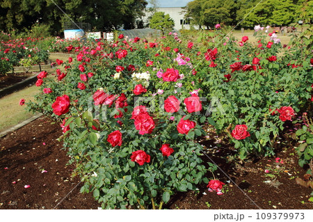 荒尾市　おもやい市民花壇　バラの花、 109379973