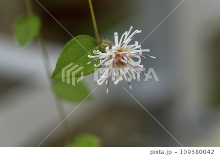 白い筒状花が可憐なコウヤボウキ 白い筒状花が可憐なコウヤボウキ 109380042