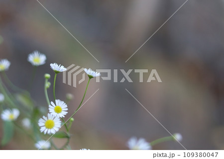 ヒメジョオンの花 109380047