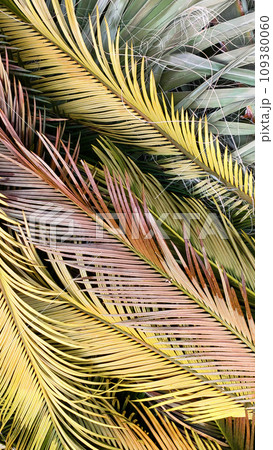 Exotic palm leaves, tropical multicolored background, flat lay, top view, close-up, vertical frame Exotic palm leaves, tropical multicolored background, flat lay, top view, close-up, vertical frame 109380060