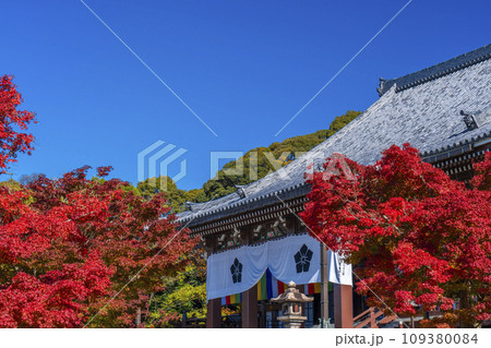 秋の智積院 真っ赤に色づいたモミジと金堂(京都市東山区) 秋の智積院 真っ赤に色づいたモミジと金堂(京都市東山区) 109380084