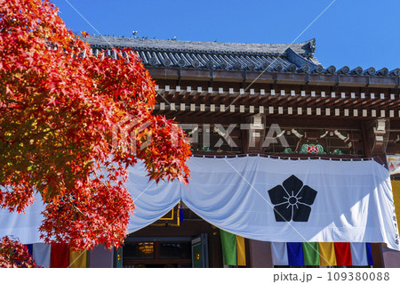 秋の智積院　真っ赤に色づいたモミジと金堂（京都市東山区） 109380088