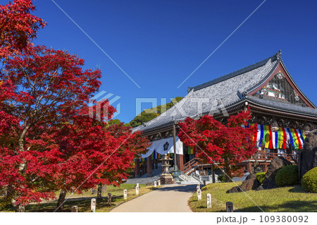 秋の智積院　真っ赤に色づいたモミジと金堂（京都市東山区） 109380092