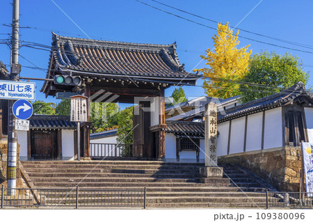 秋の智積院　総門とイチョウの木 109380096