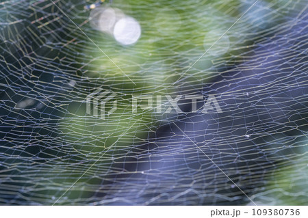 白く光る蜘蛛の巣の網 109380736