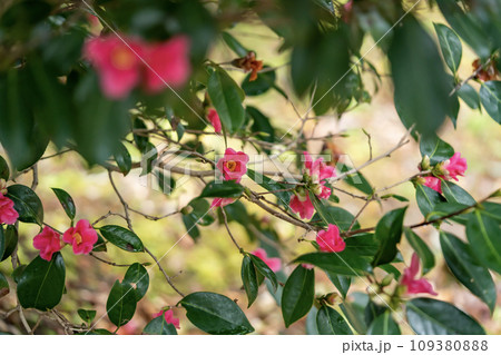 赤い椿の花 紅侘助 赤い椿の花 紅侘助 109380888