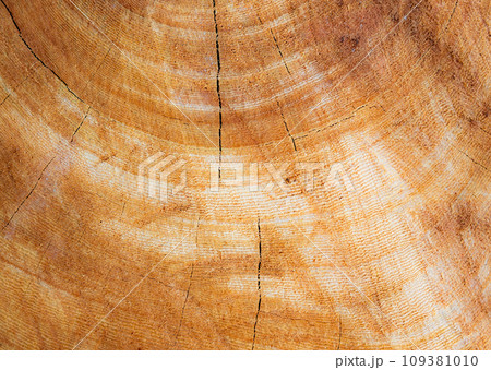 A beautiful wood pattern backdrop that can be used for a variety of purposes. 109381010