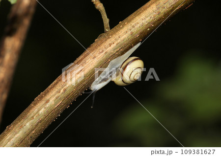 ハコネマイマイ 109381627