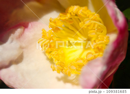 明るい日差しを受ける白地にピンクの差し色が入った混色のヤブツバキの花（自然光・マクロレンズ接写） 109381685
