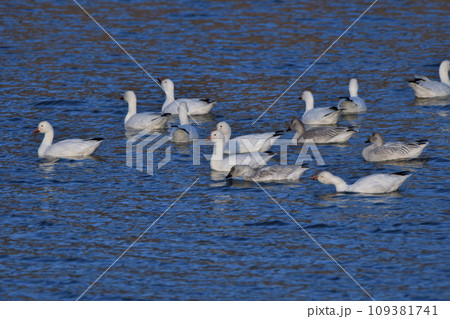 十勝地方の水路を泳ぐハクガンの群れ 109381741