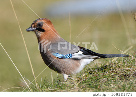 北海道十勝地方の公園の草地で餌を探すミヤマカケス 北海道十勝地方の公園の草地で餌を探すミヤマカケス 109381775