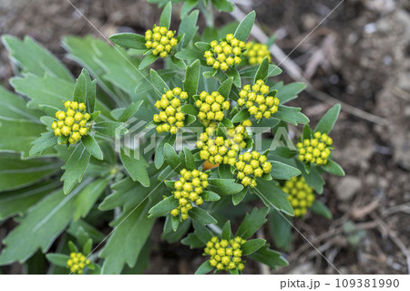 葉に白い縁取りが特徴のイソギク 葉に白い縁取りが特徴のイソギク 109381990