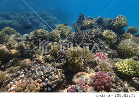 coral reef in Egypt, Makadi Bay 109382273