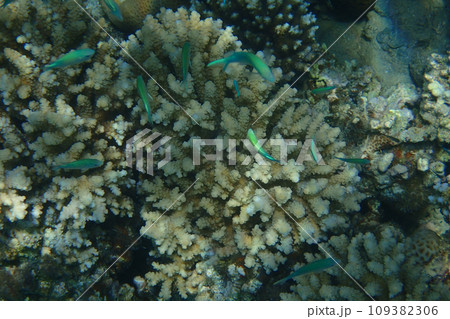Blue-green Chromis (Chromis viridis) fish Blue-green Chromis (Chromis viridis) fish 109382306
