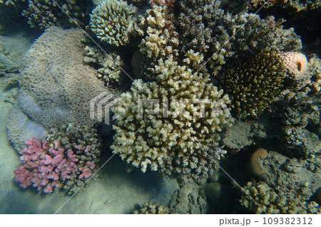 coral reef in Egypt, Makadi Bay coral reef in Egypt, Makadi Bay 109382312