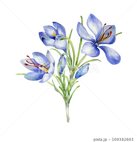 Watercolor illustration of saffron spice isolated on white. Bunch flowers of crocus sativus botanical art hand drawn. Painted spring purple flower. Design for Easter card, package, postcard 109382603